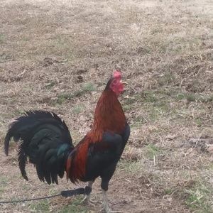 Meet your Posher, Tommy